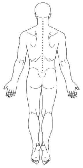 Body outline — back view
